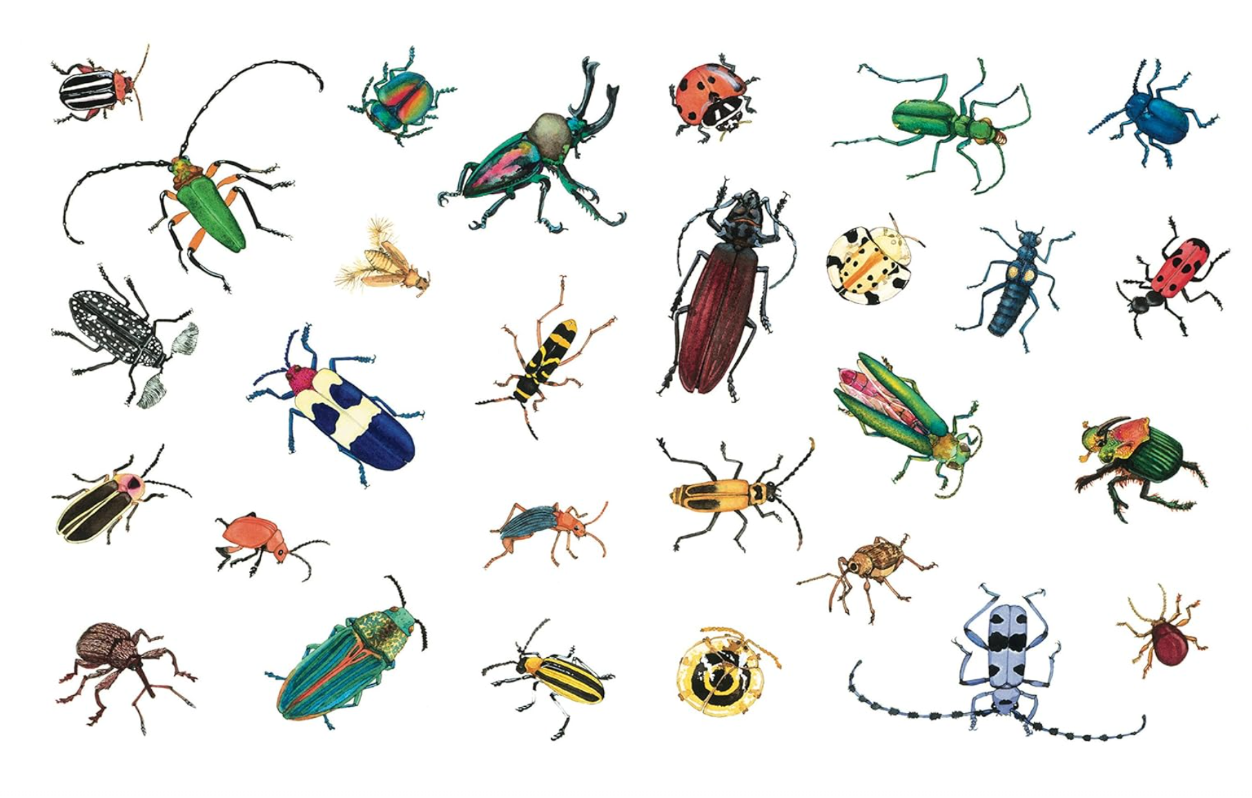 A Beetle is Shy